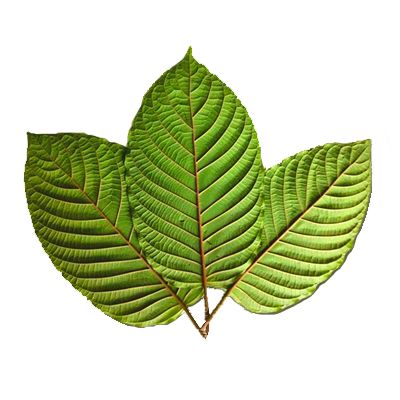 Red Vein Kratom Leaf